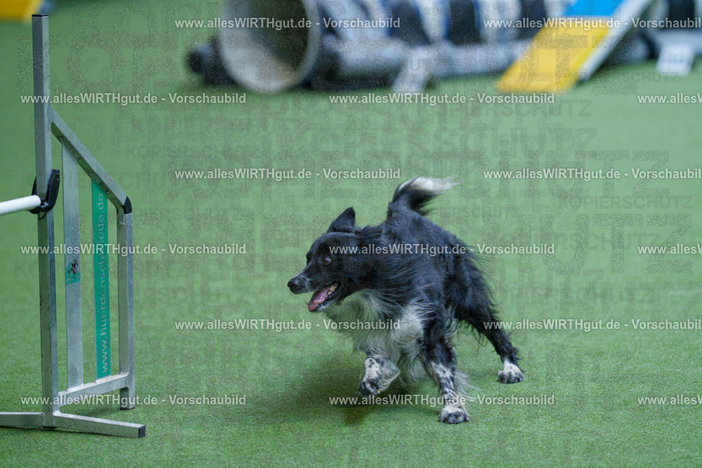 @allesWIRTHgut_Tierfotografie - www.allesWIRTHgut.de - 2604261520-7R505281 | Professionelle Tierfotografie in Mönchengladbach von Daniel Wirth (allesWIRTHgut). Liebevolle & natürliche Bilder von Hunden & Katzen für unvergessliche Erinnerungen.