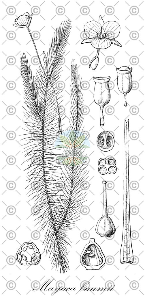 HistAbb_wfo-0000453547_1_ENZY_Simple | Historische Abbildung von Mayaca baumii - Mayacaceae | Historical Illustration of Mayaca baumii - Mayacaceae