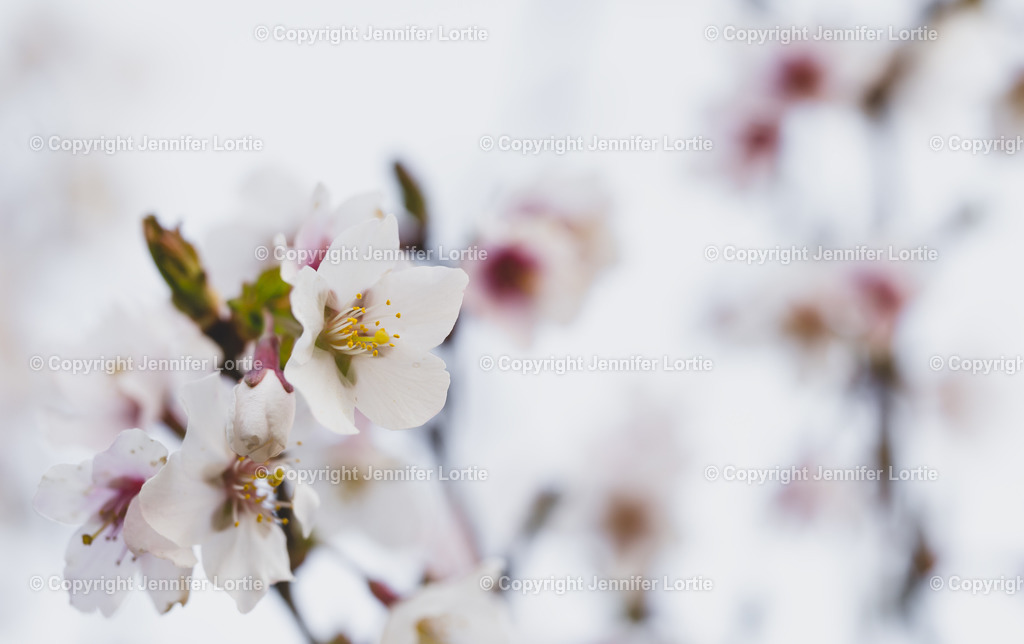 Koju no Mai - Japanische Zierkirsche | Kirschblüte, japanisch, Frühling, weich - Realisiert mit Pictrs.com