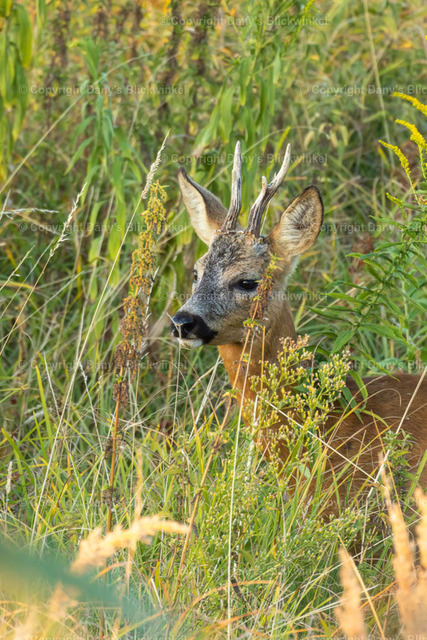 202227 | Tierfotografie, Tierkalender, Tierbilder, Insekten, Spinnen, Vögel, Schmetterling, Libellen, Leinwand, Colorkey, Qualität, Geschenkartikel, Geschenk - Realisiert mit Pictrs.com