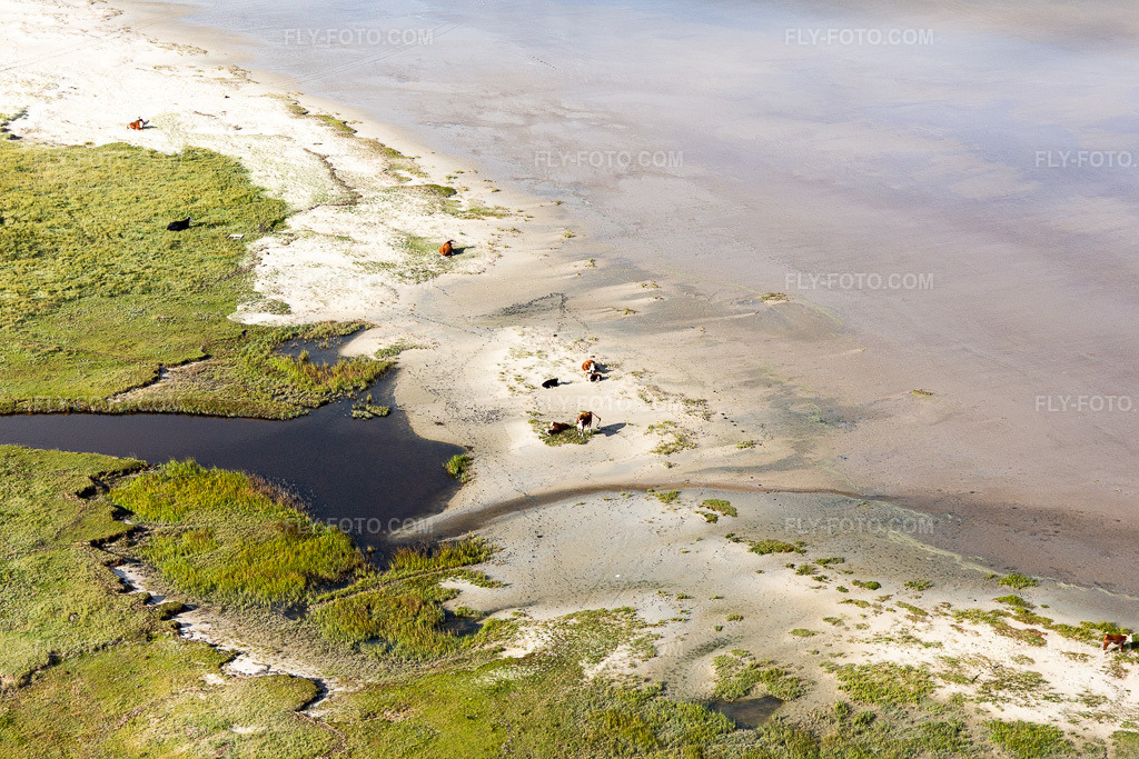 Aerial view: Sandy beach landscape along the coastline of the North Sea in Fanø in Fanø in the state South Denmark, Denmark.Photo: IMG_118586.jpg taken on 09/21/2019 by Werner Riehm/FLY-FOTO.comResolution of the original: 5472 x 3648 px