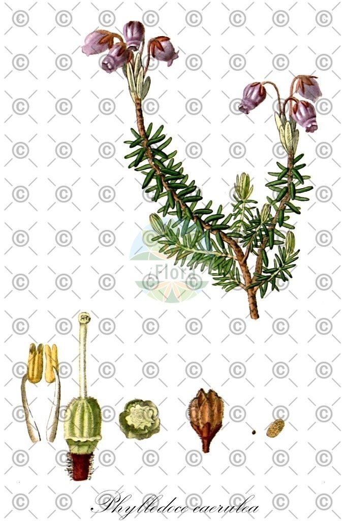 HistAbb_wfo-0001186668_1_ENZY_Simple | Historische Abbildung von Phyllodoce caerulea - Ericaceae | Historical Illustration of Phyllodoce caerulea - Ericaceae (blue heath;phyllodoce bleue)