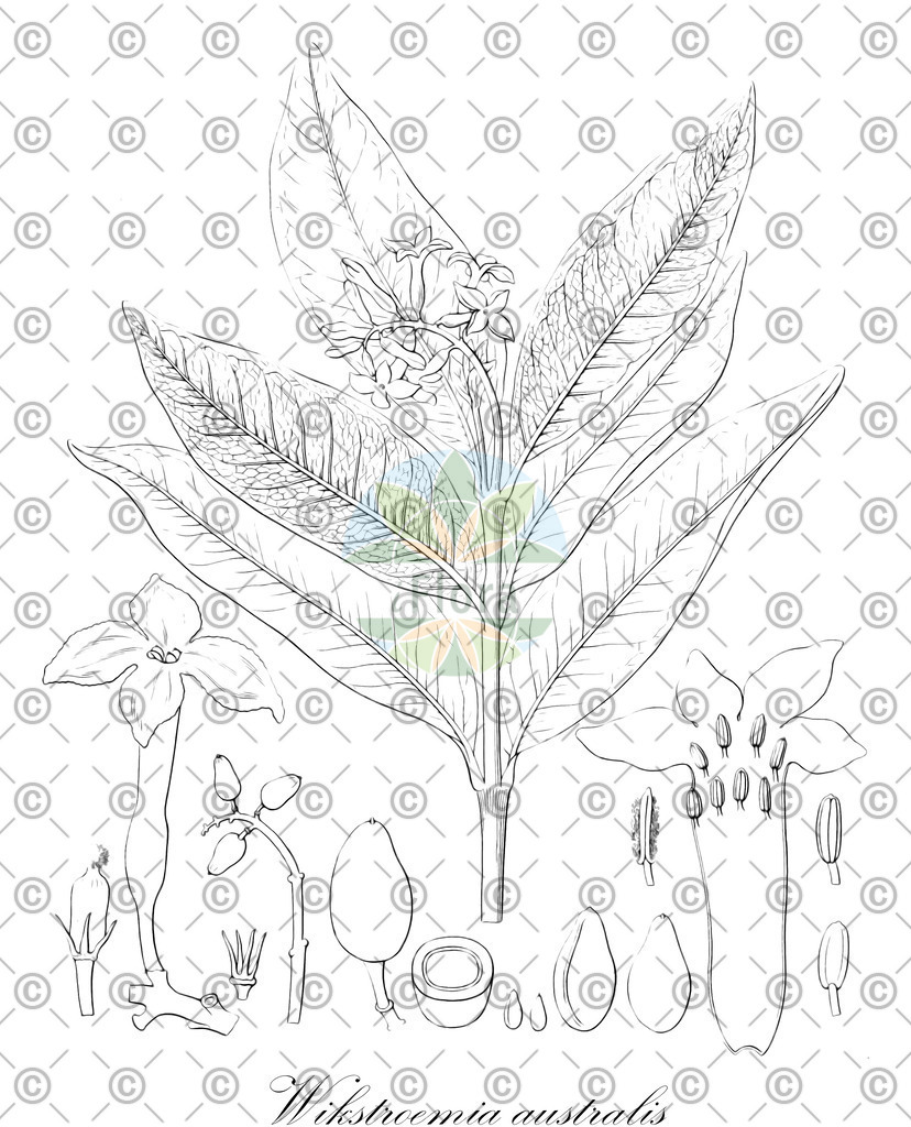 HistAbb_wfo-0000334372_1_ENZY_Simple | Historische Abbildung von Wikstroemia australis - Thymelaeaceae | Historical Illustration of Wikstroemia australis - Thymelaeaceae