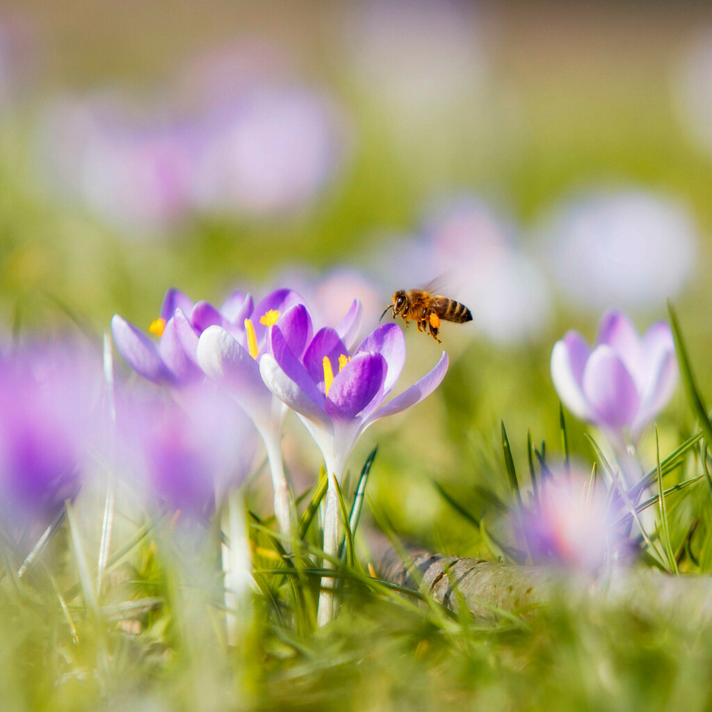Krokusse und Honigbiene | Wir machen aus Ihren Bildern Erinnerungen für die Ewigkeit | Hochwertige Fotografien für Ihr zu Hause. - Realisiert mit Pictrs.com