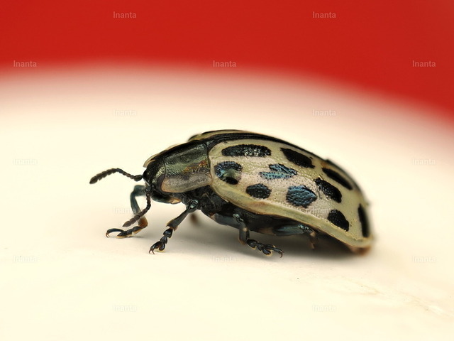 Gefleckter Weidenblattkäfer (Chrysomela vigintipunctata) | Der Gefleckte Weidenblattkäfer (Chrysomela vigintipunctata) ist ein 6–9 mm großer, leuchtend gelb-roter Blattkäfer mit bis zu 20 schwarzen Punkten. Er gehört zur Familie der Blattkäfer und lebt vor allem an Weiden und Pappeln. –  – The Spotted Willow Leaf Beetle (Chrysomela vigintipunctata) is a 6–9 mm bright yellow-red leaf beetle with up to 20 black spots. It belongs to the leaf beetle family and lives mainly on willows and poplars. - Realisiert mit Pictrs.com
