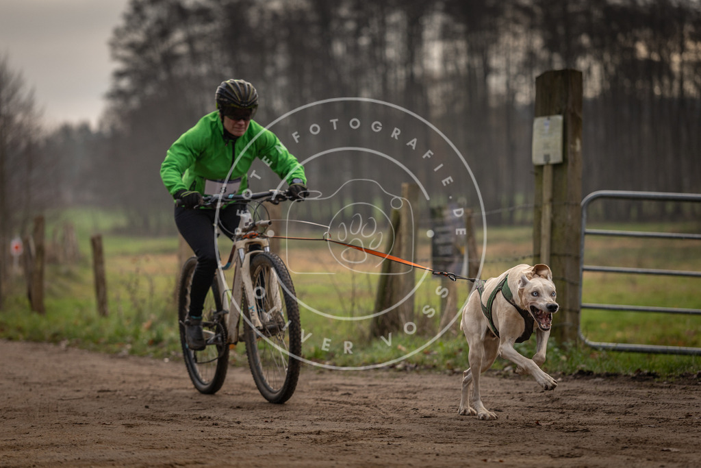 Pfotenfotografie_DV3A1668 | Hundefotografie, Tierfotograf, Pfotenfotografie, Fotoshooting Hund, Hunde Portrait, Hundesport, Hundeportraits, Heideshooting, Hunde, Sportfotograf, Hundefotograf, Turnierhundsport, THS,  - Realisiert mit Pictrs.com