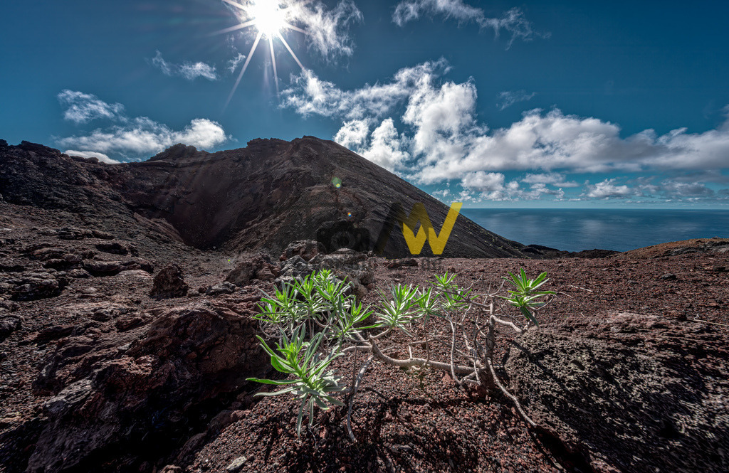 Der Vulkan Teneguia, Vulkanlandschaft mit Pflanze, La Palma | Das Bild zeigt den Vulkan Teneguía an der Südspitze der Kanarischen Insel La Palma. Der Teneguía ist ein 428 Meter hoher Schlackenkegel, der 1971 entstand. Die Gegend ist Teil des Naturparks Los Volcanes de Teneguía und ein beliebtes Ziel für Wanderungen. Die Landschaft ist geprägt von Lavaverwerfungen und vulkanischem Gestein. Die auf dem Bild sichtbare Pflanze ist eine der wenigen, die in dieser trockenen, vulkanischen Umgebung wachsen. - Realisiert mit Pictrs.com