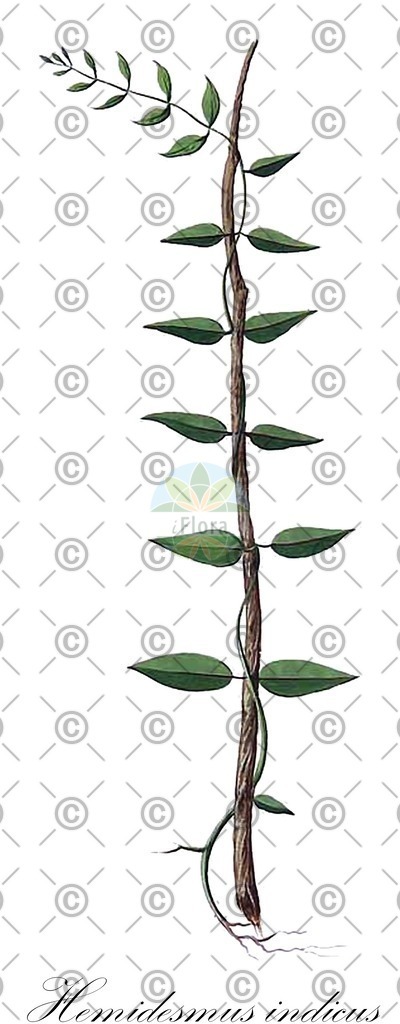 HistAbb_wfo-0001109144_2_ENZY_Simple | Historische Abbildung von Hemidesmus indicus - Apocynaceae | Historical Illustration of Hemidesmus indicus - Apocynaceae