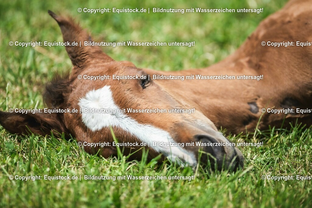 20210617_Fohlen_0290 | Foto: Thomas Hartig