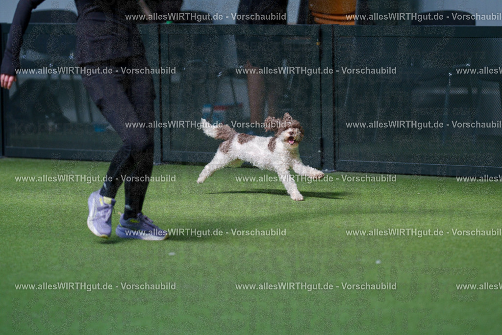 @allesWIRTHgut_Tierfotografie - www.allesWIRTHgut.de - 2604261451-7R503872 | Professionelle Tierfotografie in Mönchengladbach von Daniel Wirth (allesWIRTHgut). Liebevolle & natürliche Bilder von Hunden & Katzen für unvergessliche Erinnerungen.