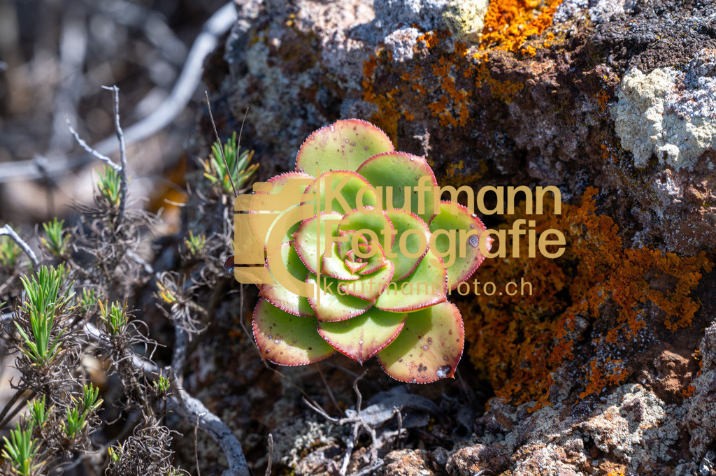 Teneriffe-7326 | kaufmannfoto - Realisiert mit Pictrs.com