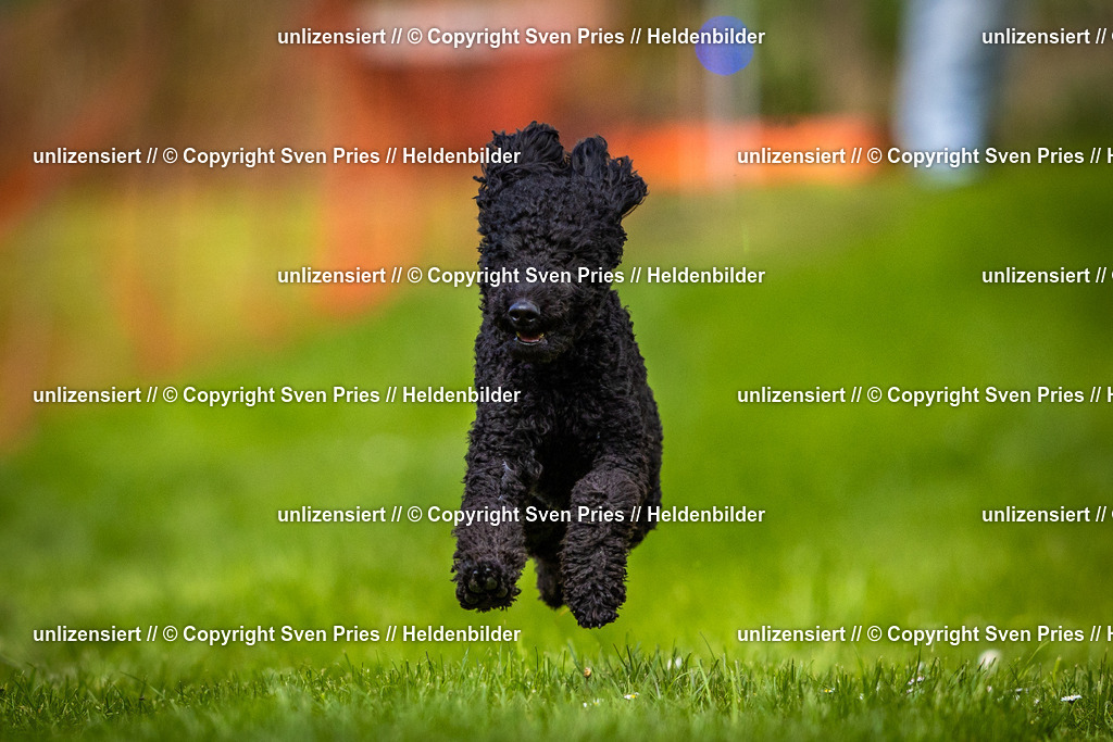 Sven Pries | 2025-04-13 - Hunderennen Baden-Baden - Realisiert mit Pictrs.com