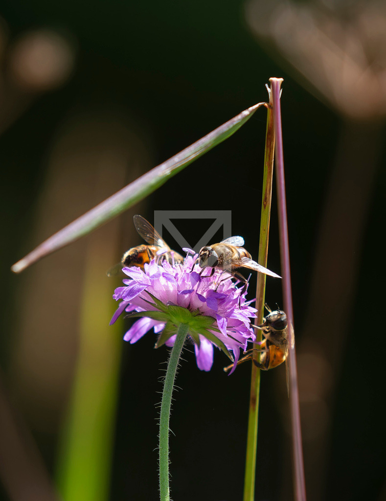 Anflug auf Blüte IV | Die Online-Fotodatenbank von Marcel Mücke. Bilder für private oder kommerzielle Zwecke kaufen oder als Druck bestellen. - Realisiert mit Pictrs.com