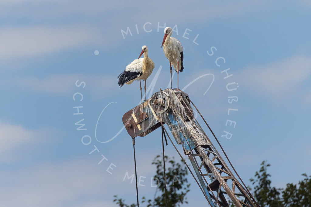 2022-08-30 Westkuestenpark SPO - 030 | Schwotte Media - Realisiert mit Pictrs.com