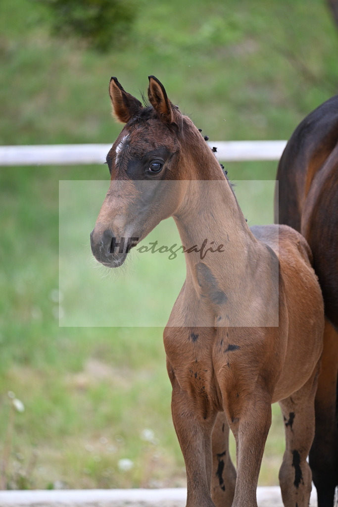 Kat-Nr. 17 SF Feliciano x Rubin Royal OLD_Haegler_24260593 | hf-fotografie - Realisiert mit Pictrs.com
