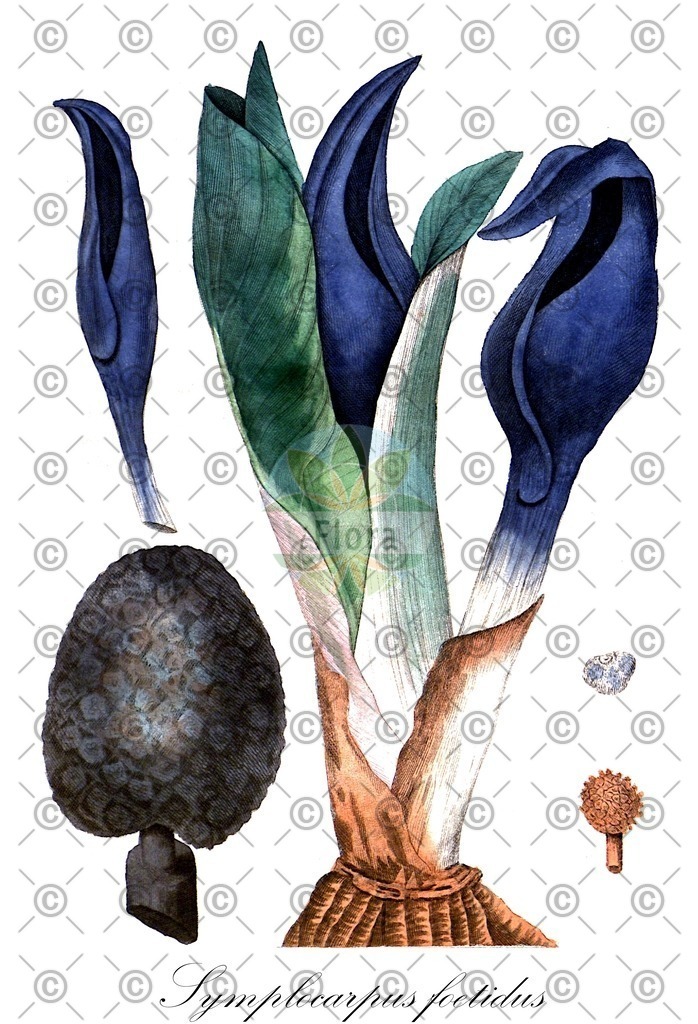 HistAbb_wfo-0000501034_1_ENZY_Simple | Historische Abbildung von Symplocarpus foetidus - Araceae | Historical Illustration of Symplocarpus foetidus - Araceae (chou puant;skunk-cabbage)