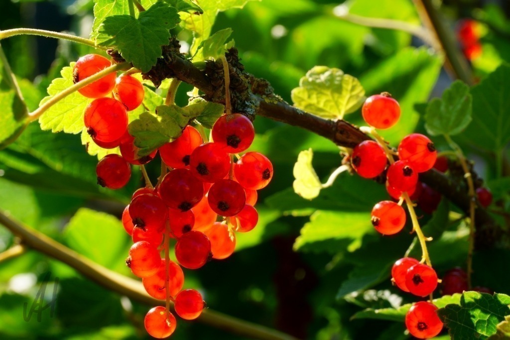 Rote Johannisbeeren | Rote Johannisbeeren - Realisiert mit Pictrs.com