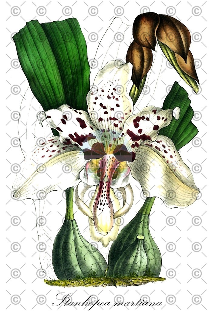 HistAbb_wfo-0001100975_1_ENZY_Simple | Historische Abbildung von Stanhopea martiana - Orchidaceae | Historical Illustration of Stanhopea martiana - Orchidaceae