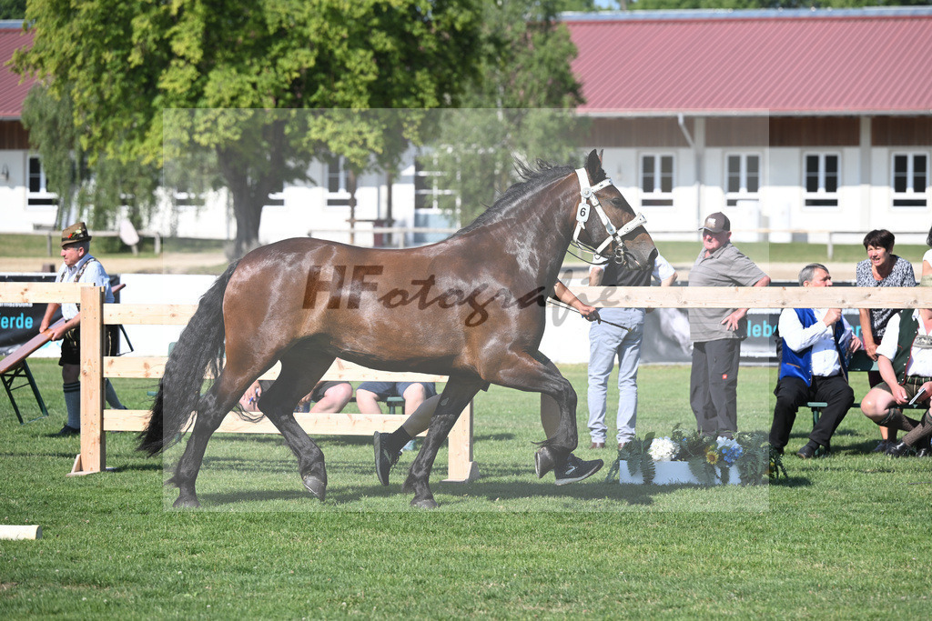 Kat-Nr. 6 Abby S_Sedlmayr_20230078 | hf-fotografie - Realisiert mit Pictrs.com