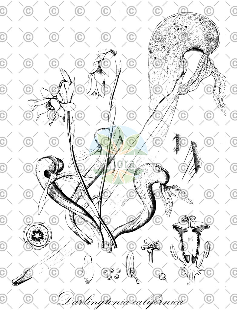 HistAbb_wfo-0000937848_1_ENZY_Simple | Historische Abbildung von Darlingtonia californica - Sarraceniaceae | Historical Illustration of Darlingtonia californica - Sarraceniaceae
