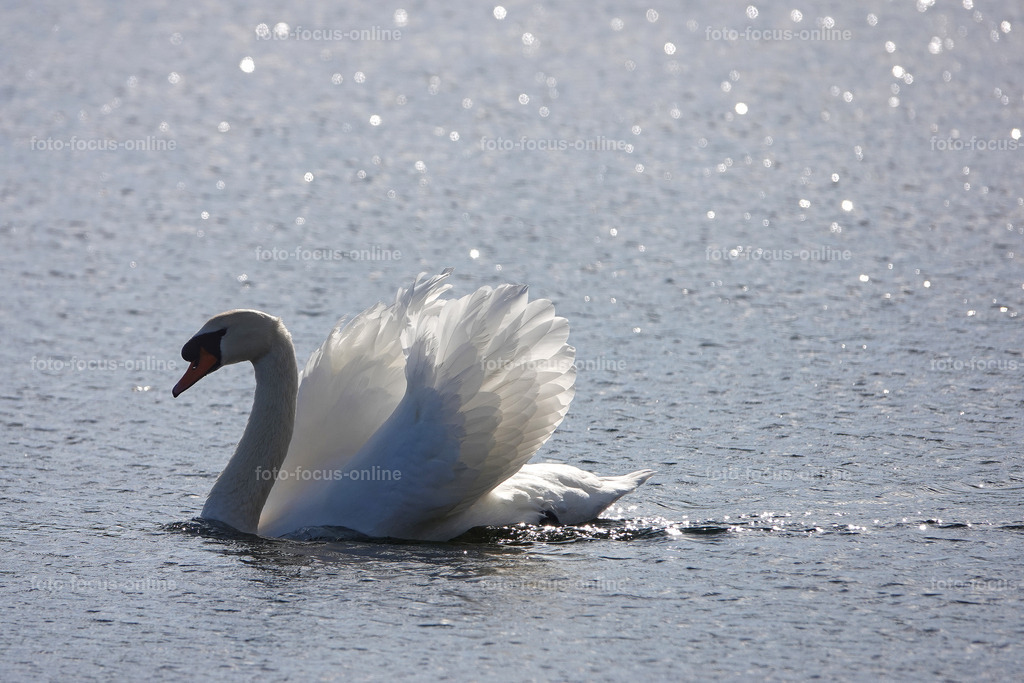 Dumersdorfer Ufer nature reserve_50 | Pretty woman, probably