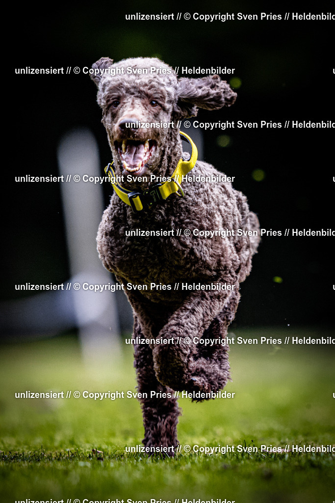 Sven Pries | 2025-10-03 - Hunderennen Obergrombach - Realisiert mit Pictrs.com