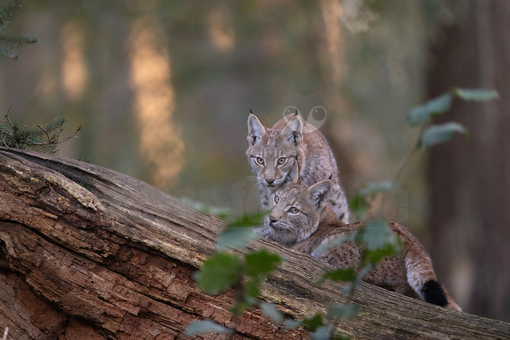 20191027172607-2 | Luchse sind Katzen und in Europa die größten Vertreter dieser Familie. Sie erreichen ungefähr die Größe eines Schäferhundes. Das Fell ist gefleckt, im Sommer ist es meistens rötlich braun und die Flecken sind stärker ausgeprägt. Im Winter wird das Fell dichter und wechselt hin zu einer eher bräunlich-grauen Färbung. - Realisiert mit Pictrs.com