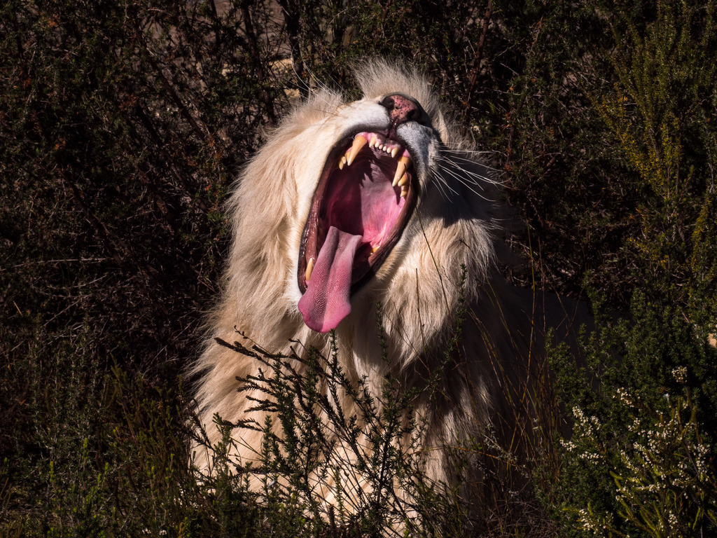 Weißer Löwe in Süd-Afrika | Ein weißer Löwe zeigt seine Reißzähne in Süd-Afrika - Realisiert mit Pictrs.com