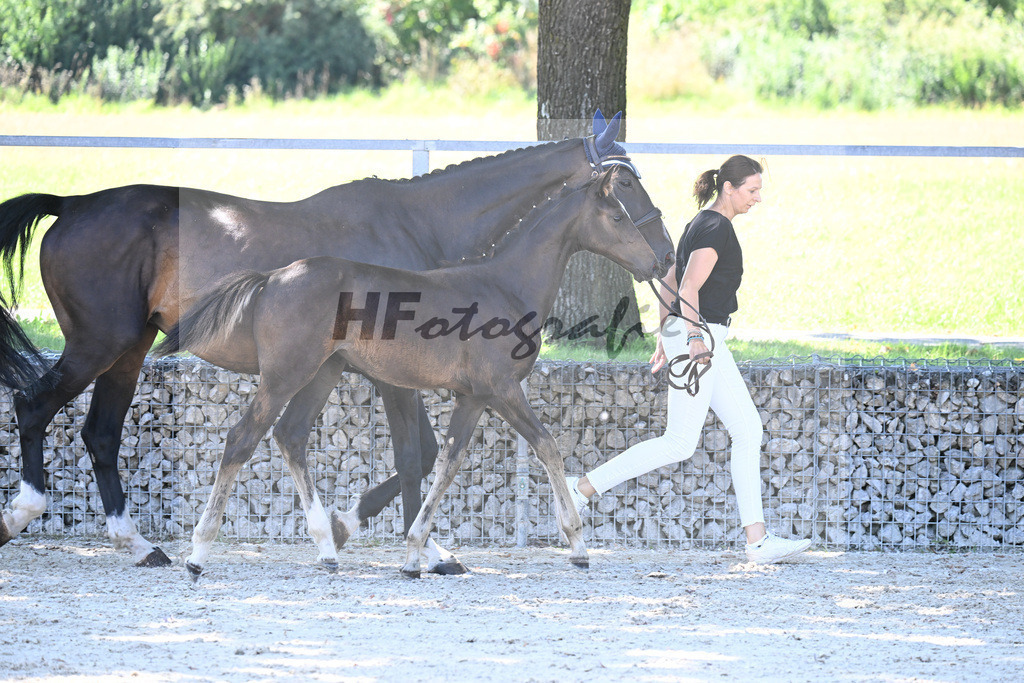 Kat-Nr. 15 Uno I x Sir Oldenburg_SF_Sens_26250289 | hf-fotografie - Realisiert mit Pictrs.com