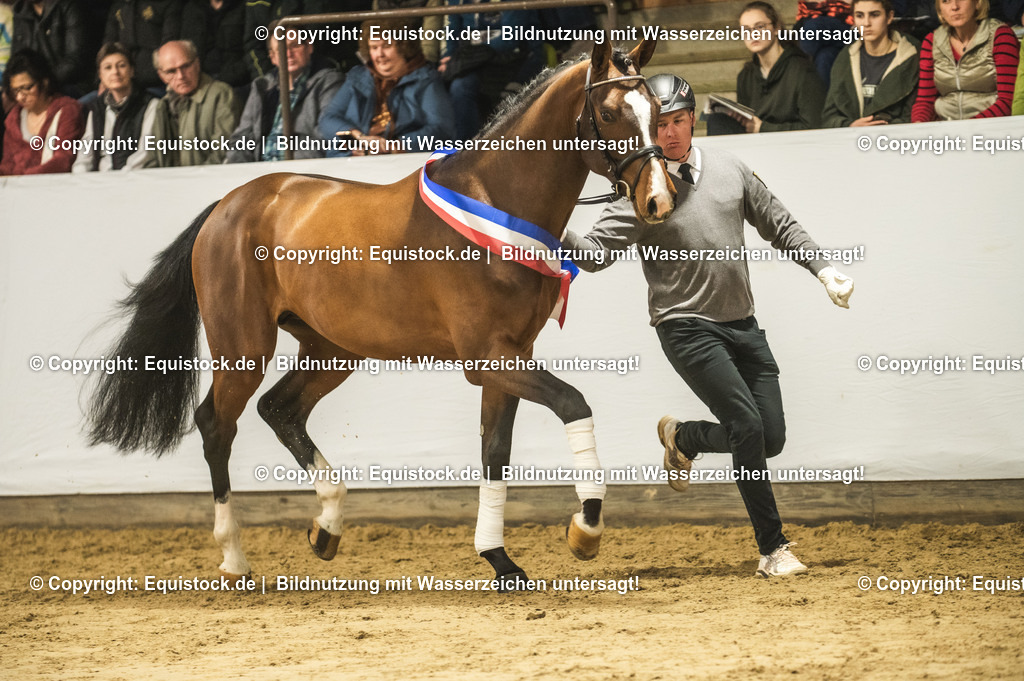 20240302_Hengstvorstellung_Marbach_TOMsPiC_0454 | equistock