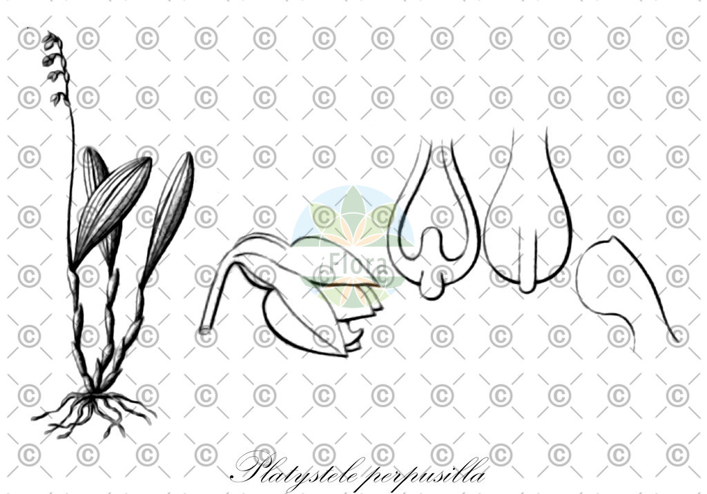HistAbb_wfo-0000467424_2_ENZY_Simple | Historische Abbildung von Platystele perpusilla - Orchidaceae | Historical Illustration of Platystele perpusilla - Orchidaceae