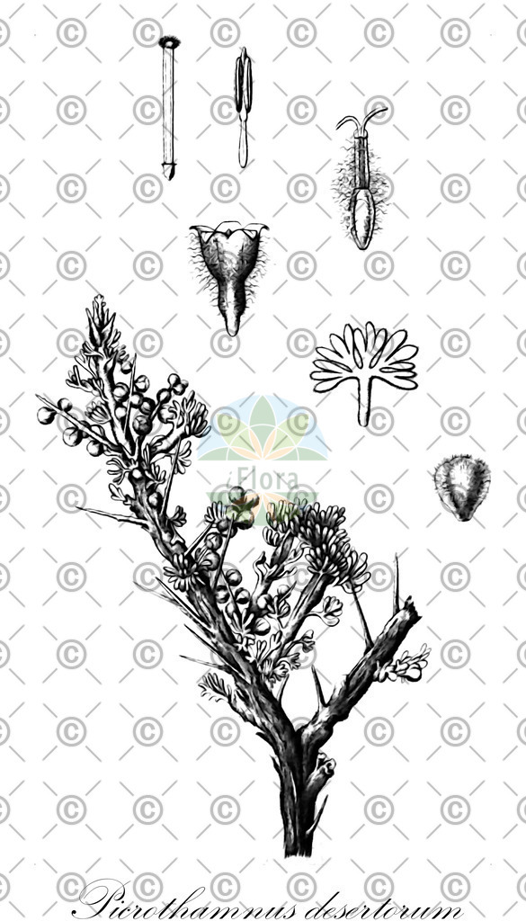 HistAbb_wfo-0000193885_1_ENZY_Simple | Historische Abbildung von Picrothamnus desertorum - Asteraceae | Historical Illustration of Picrothamnus desertorum - Asteraceae