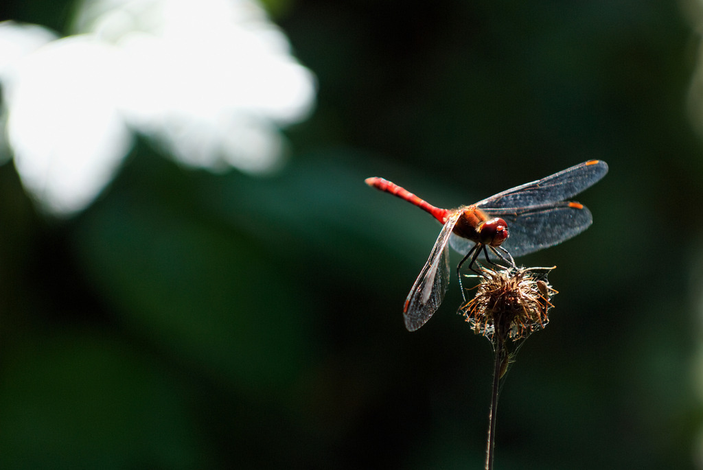 Blutrote Heidelibelle | Wien, Austria - July 29, 2010: Zentralfriedhof Wien; Blutrote Heidelibelle. - Realisiert mit Pictrs.com