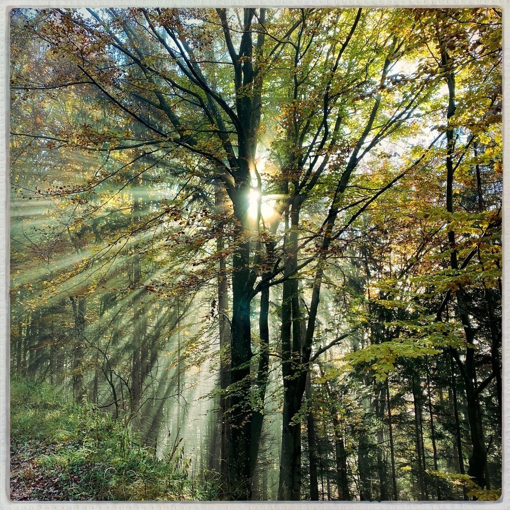 Sonnenaufgang im Wald | BILDER AN DIE WAND                                                verschönern sie ihr Büro, ihre Praxis oder ihre viel Wände zu Haus  - Realisiert mit Pictrs.com