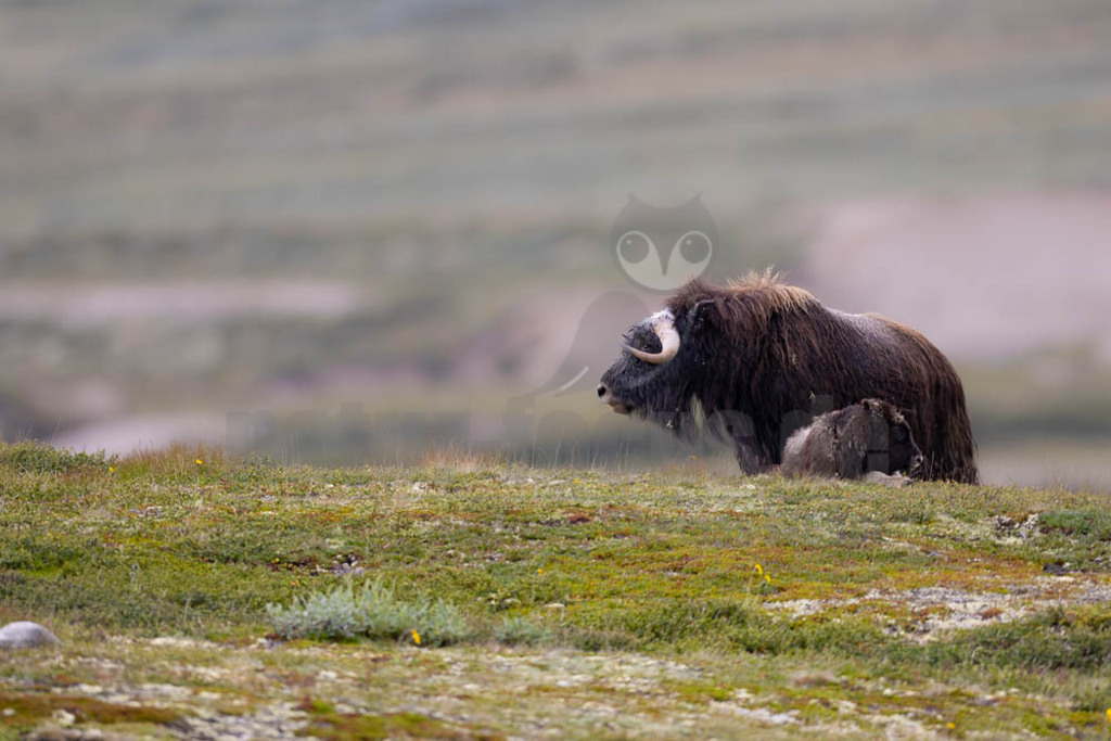 R5NF1608-20230727 | Der Moschusochse (Ovibos moschatus), auch als Bisamochse oder Schafsochse bezeichnet, ist ein Paarhufer aus der Unterfamilie der Antilopinae; innerhalb derer gehört er in die Verwandtschaftsgruppe der Ziegenartigen. - Realisiert mit Pictrs.com