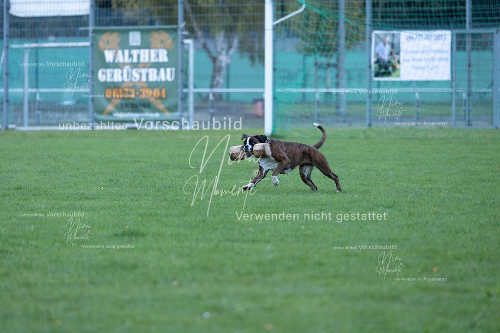 _16A4574 | Einzigartige Fotos von Hunden & Menschen –Actionfotos, Portraits, Vereinsaufnahmen & Paarshootings – authentisch, lebendig & mit Herz.