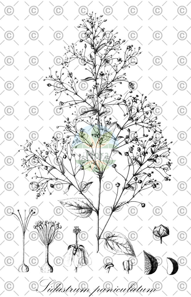 HistAbb_EMP_26936_2_FloraD_Simple | Historische Abbildung von Sidastrum paniculatum - Malvaceae | Historical Illustration of Sidastrum paniculatum - Malvaceae