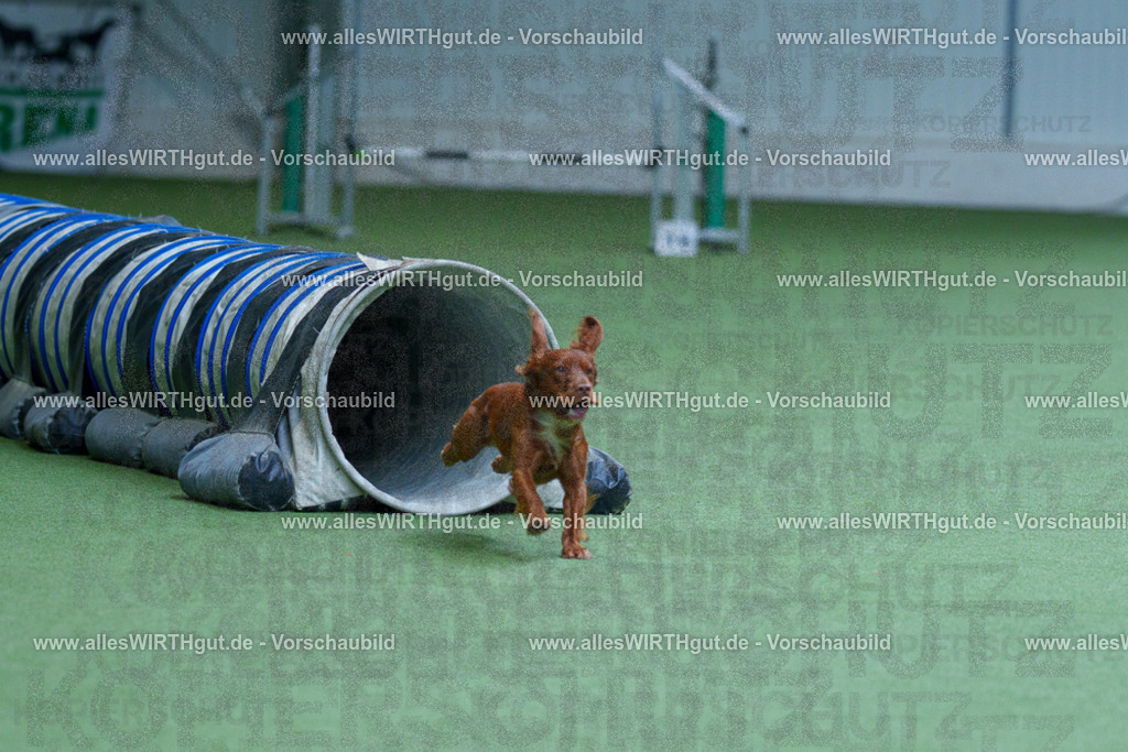 @allesWIRTHgut_Tierfotografie - www.allesWIRTHgut.de - 2604251359-7R504491 | Professionelle Tierfotografie in Mönchengladbach von Daniel Wirth (allesWIRTHgut). Liebevolle & natürliche Bilder von Hunden & Katzen für unvergessliche Erinnerungen.