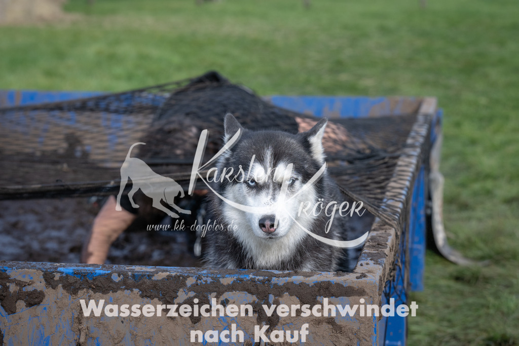 1626_ZZ92604 | kk-dogfotos