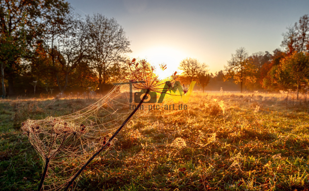 Grandioser Sonnenaufgang bei Schloss Solitude----Stuttgart | Einzigartiger herbstlicher Sonnenaufgang auf der Wiese vor Schloss Solitude lässt den Morgentau funkeln. - Realisiert mit Pictrs.com