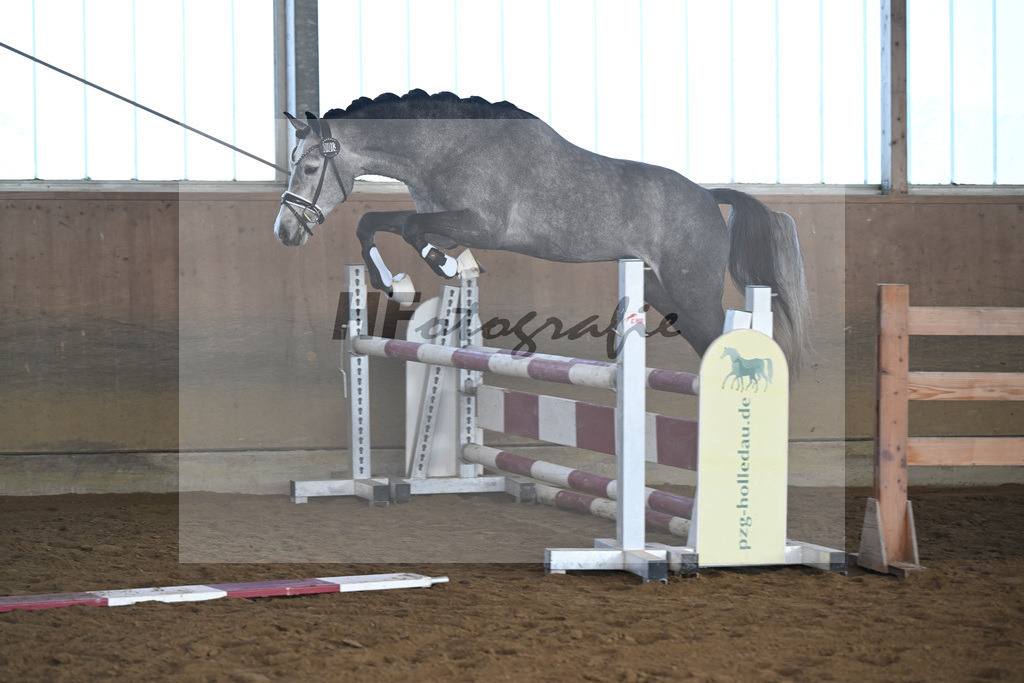 Kat-Nr. 3 Golden Diamond K v. GoldenGray_Koldas_49250081 | hf-fotografie - Realisiert mit Pictrs.com