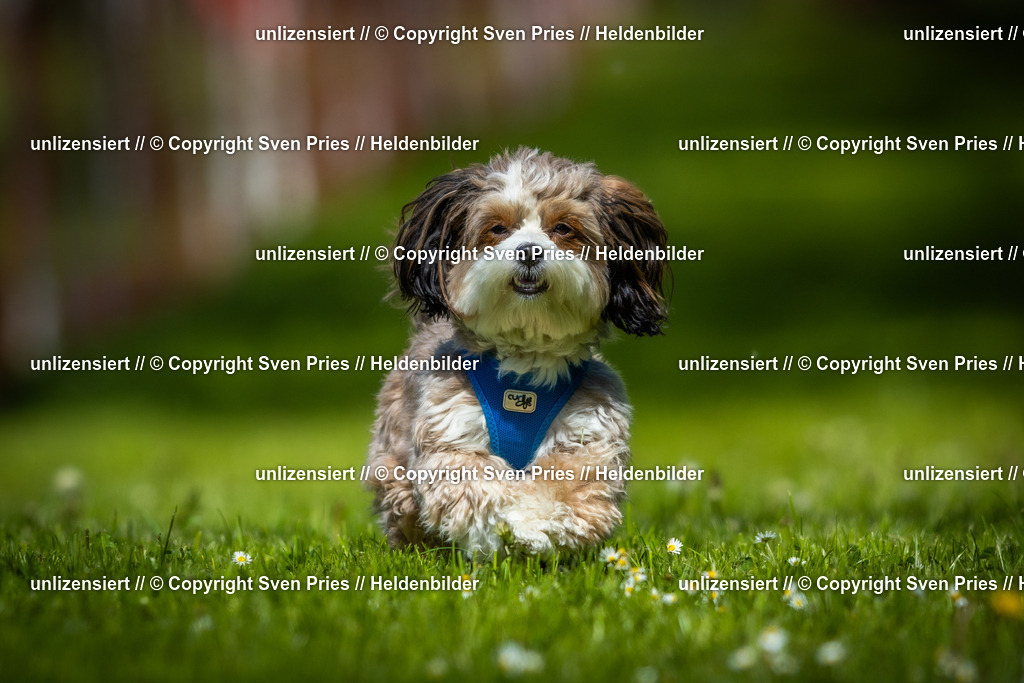 Hunderennen_April_2026_442 | 2026-04-26 - Hunderennen Baden-Oos April 2026 - Realisiert mit Pictrs.com