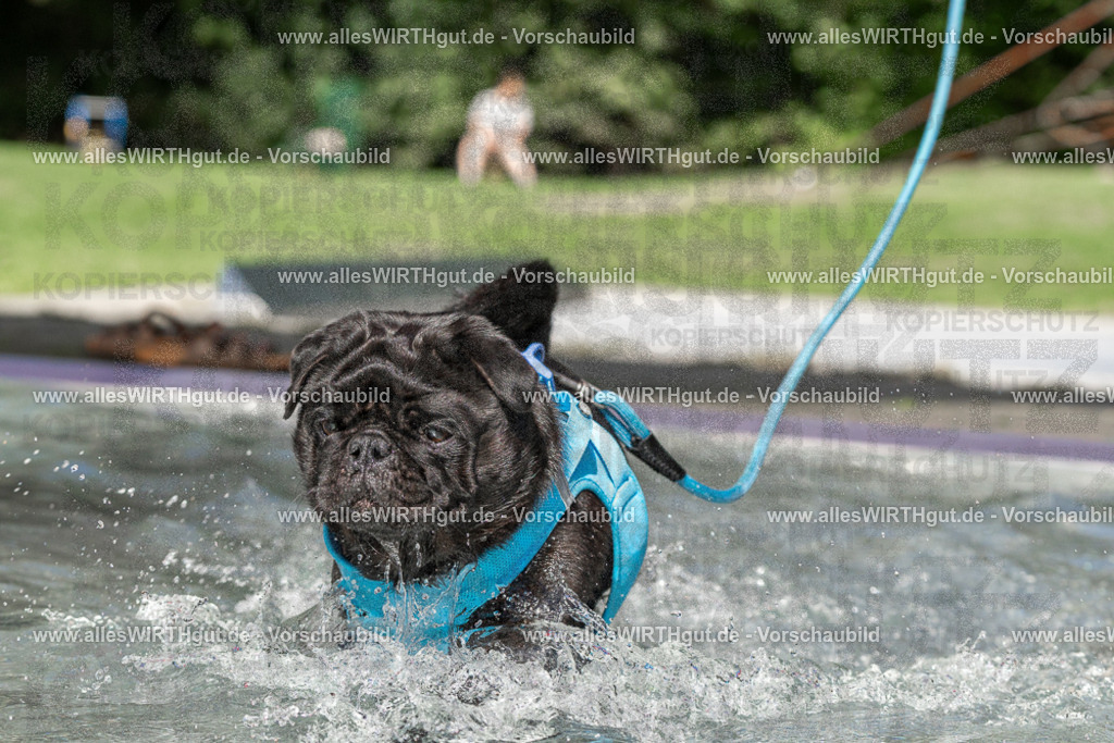 Hundeschwimmen_Volksbad_2026-allesWIRTHgut_Tierfotografie-2609061412-FAY06928 | Professionelle Tierfotografie in Mönchengladbach von Daniel Wirth (allesWIRTHgut). Liebevolle & natürliche Bilder von Hunden & Katzen für unvergessliche Erinnerungen.