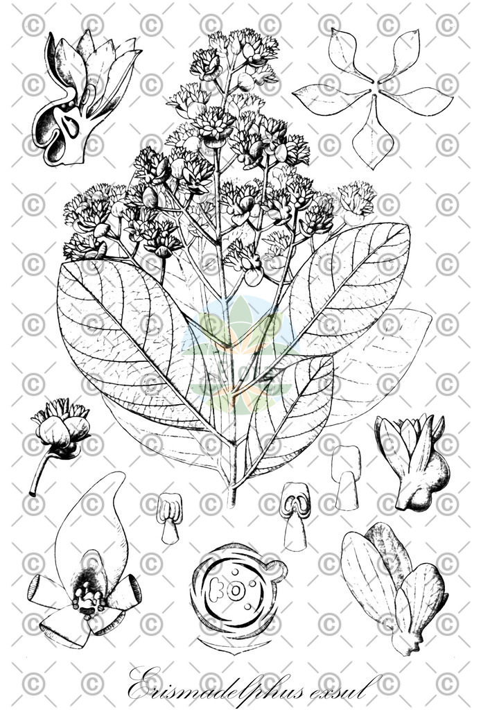 HistAbb_wfo-0000953764_1_ENZY_Simple | Historische Abbildung von Erismadelphus exsul - Vochysiaceae | Historical Illustration of Erismadelphus exsul - Vochysiaceae