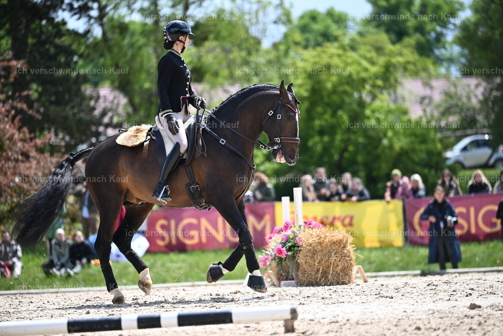 PI26_SP_Sara_Landvogt_226_5794.JPG | working equitationturnier fotograf videograf stoibphotography marixx film working equitation deutschland reitsport turnierfotografie eventfotografie equestrian events