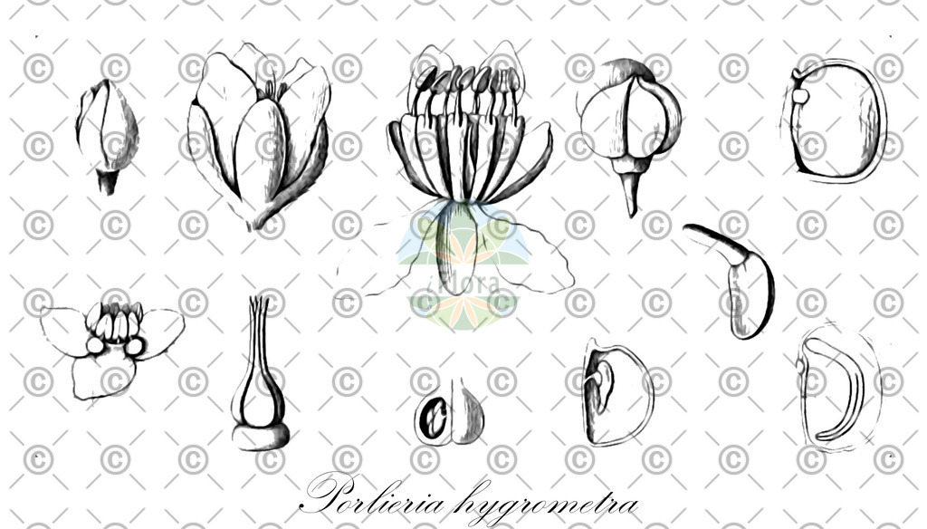 HistAbb_wfo-0001134744_1_ENZY_Simple | Historische Abbildung von Porlieria hygrometra - Zygophyllaceae | Historical Illustration of Porlieria hygrometra - Zygophyllaceae