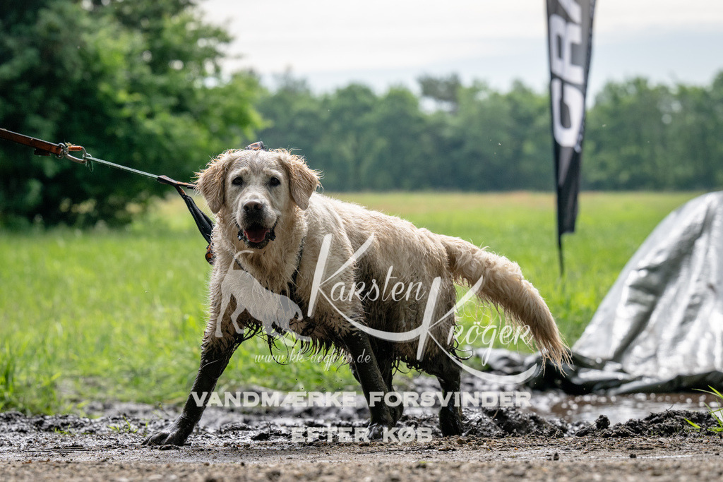 0931_ZZ91104 | kk-dogfotos