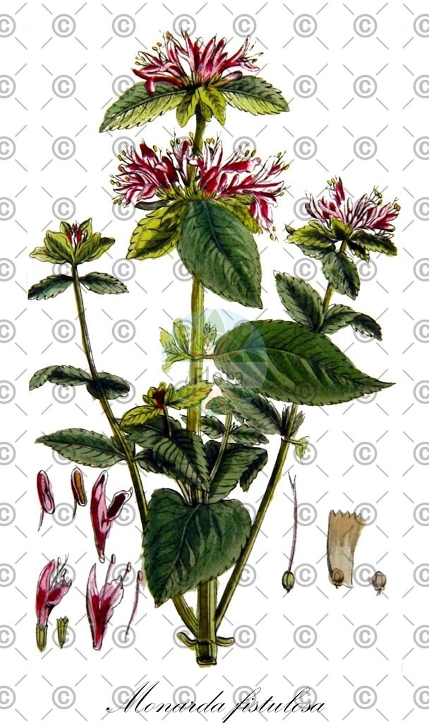 HistAbb_wfo-0000367920_1_ENZY_Simple | Historische Abbildung von Monarda fistulosa - Lamiaceae | Historical Illustration of Monarda fistulosa - Lamiaceae