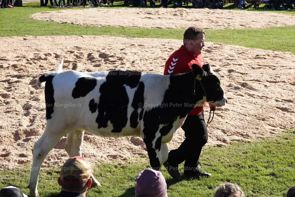 DSC01963 | Schwingen - Realisiert mit Pictrs.com