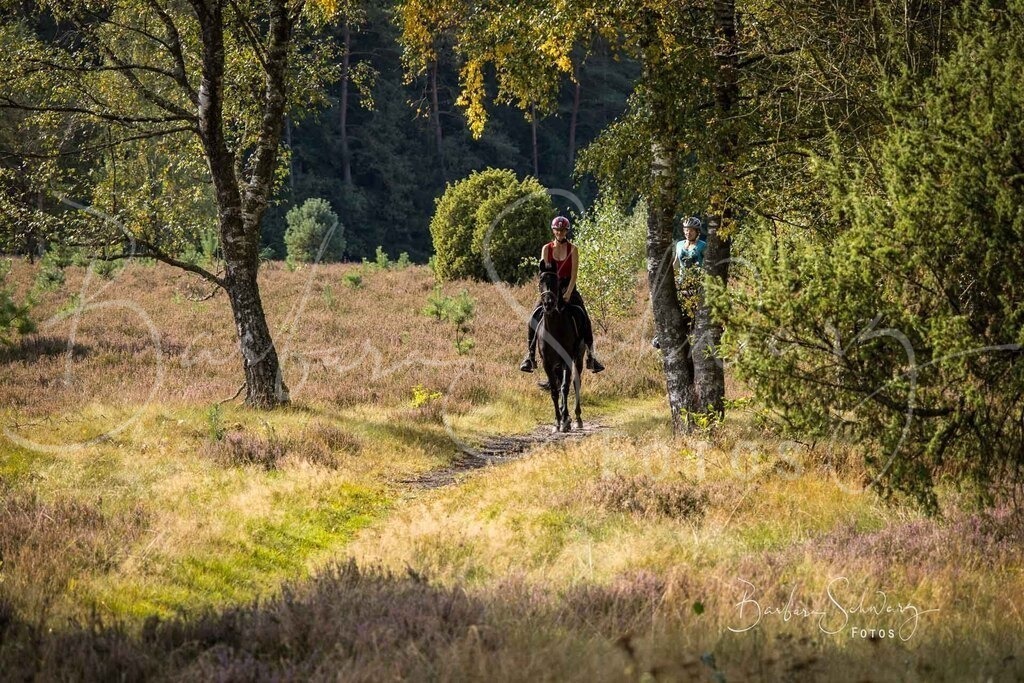 DdLH-WehlenerHeide_2025-09-20_52 | Fotografie, Veranstaltungs-Fotografie, Pferde-Fotografie, Landschafts-Fotografie, Reise-Fotografie - Realisiert mit Pictrs.com